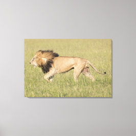 Leão Africano na Impressão da Canvas de Savana