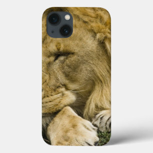 Leão Africano, Panthera leo, deitado dormindo