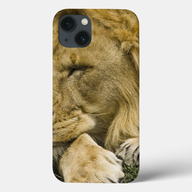 Leão Africano, Panthera leo, deitado dormindo (Verso)