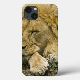 Leão-africano, Panthera leo, deitado dormindo