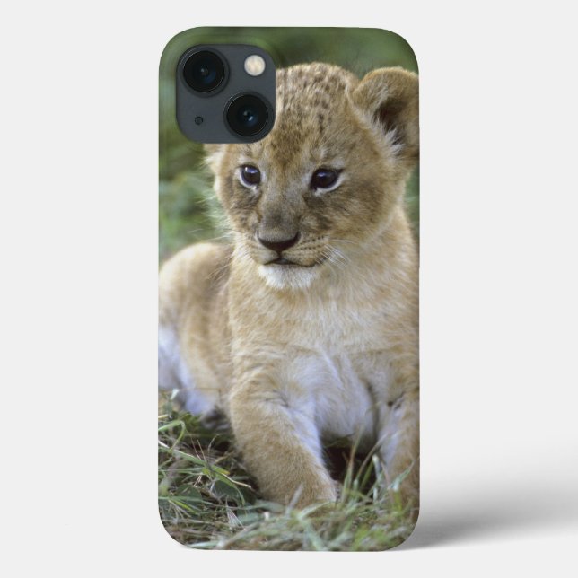 leão-africano, Panthera leo), Tanzânia, (Verso)