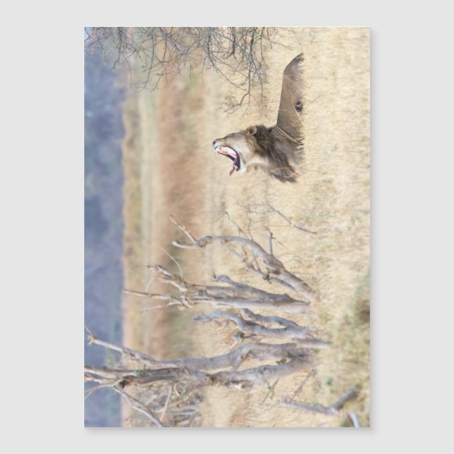 Leão de bocejo (Frente)