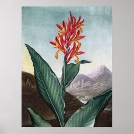 Leão-de-índio, Impressão antigo de Robert John Tho