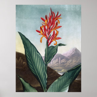 Leão-de-índio, Impressão antigo de Robert John Tho