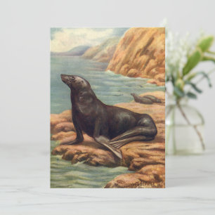 Leão de mar pelo litoral, mamíferos marinhos do