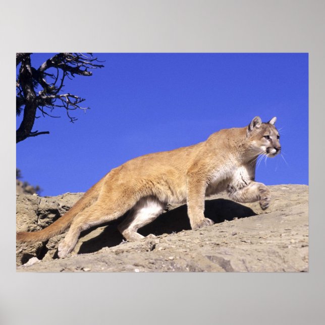 Leão de Montanha no Impressão Stalk (Frente)