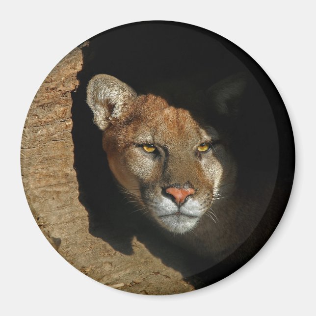 Leão Montado Escondendo-se no Íman Log 3" (Frente)