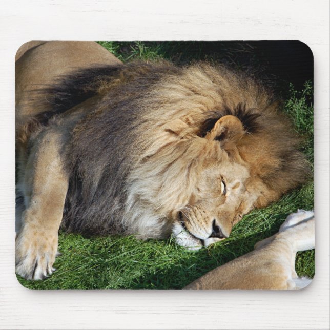 Leão Mousepad do sono (Frente)