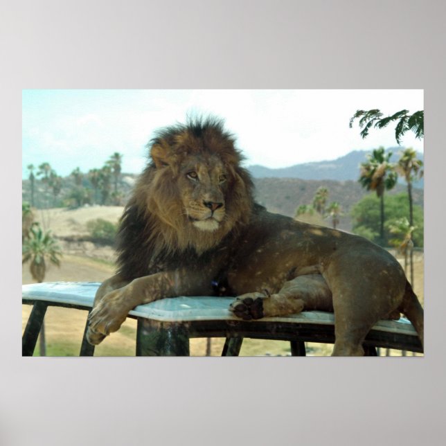 Leão na Poster de carro (Frente)