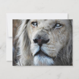 Leão ouve minha batida cardíaca África