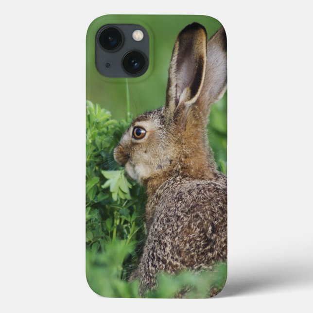 Lebre de Brown, europaeus do Lepus, comer novo, (Verso)