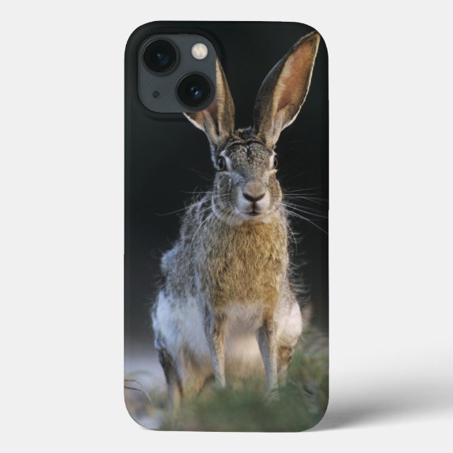 Lebre-de-cauda-preta, Lepus californicus, 2 (Verso)