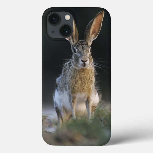 Lebre-de-cauda-preta, Lepus californicus, 2 (Verso)