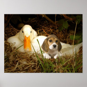 Lebreiro com poster do pato