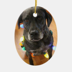 Lefy + Ornamento de Hoiday das luzes