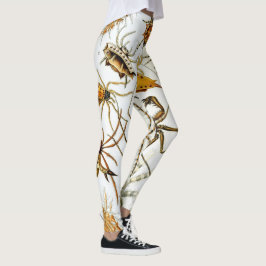 Legging Aranhas ou Aracnídeos Vintage por Ernst Haeckel