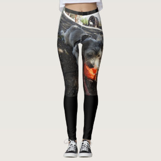 Legging cão em suas calças