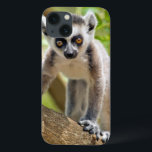 Lemur anel-atado bebê<br><div class="desc">As imagens de Gallo/DanitaDelimont.com | bebê de África, Madagascar | anel-ataram o lemur (catta do lemur) na reserva de comunidade privada de Anja perto de Ambalavao em Madagascar do sul.</div>