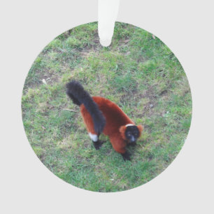 Lemur Vermelho Rufado #1-1 Ornamento