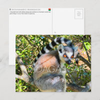 Lêmure, cartão postal de viagem de Madagascar