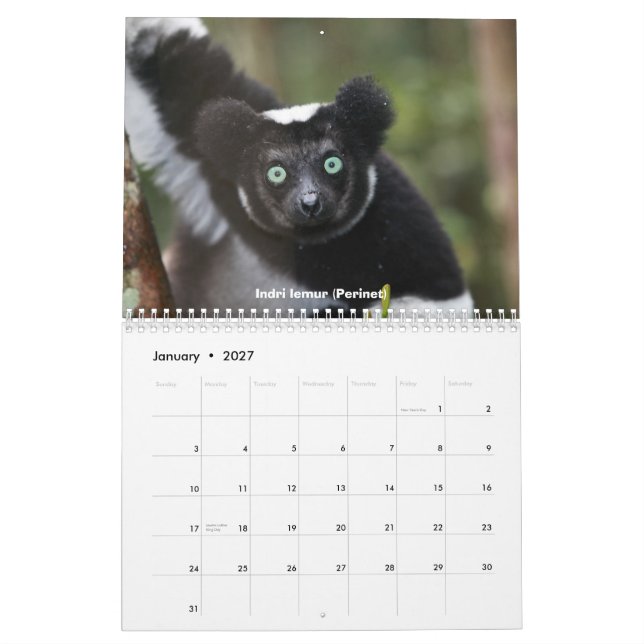Lemurs do calendário de Madagascar (Jan 2027)