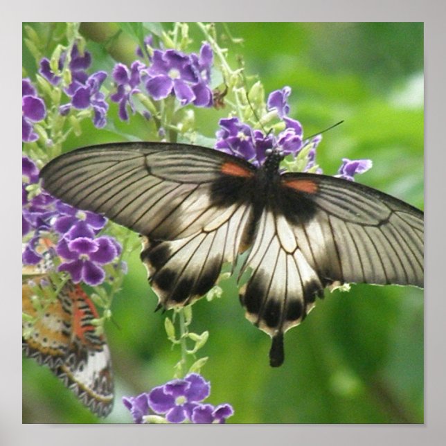 Lenda das borboletas Poster Impressão (Frente)