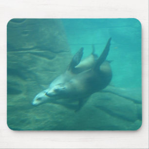 Leões de mar Mousepad