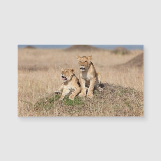 Leões jovens (Frente)