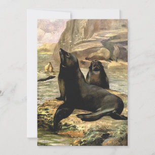Leões-marinhos californianos por CE Swan, Animais 
