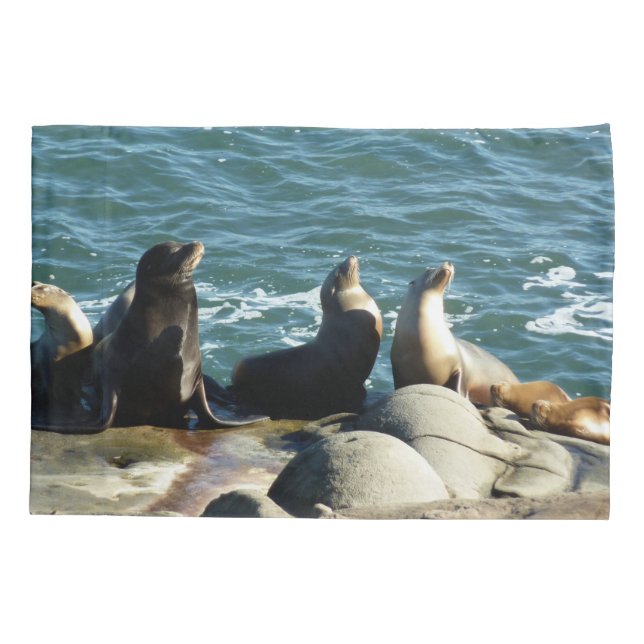 Leões Marinhos de San Diego (Verso)