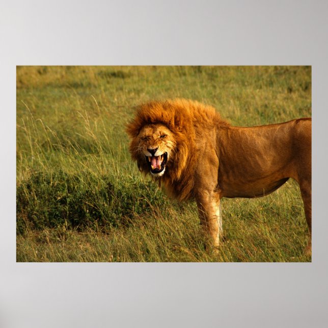 Leões poster (Frente)