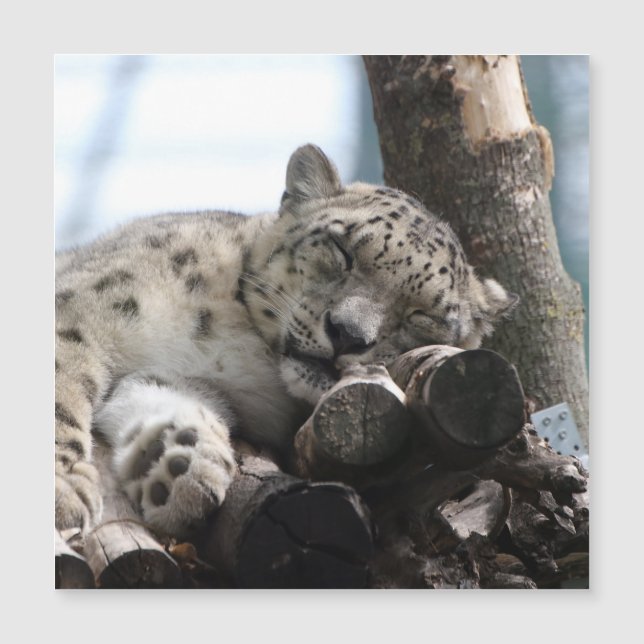 Leopardo 002 (Frente)