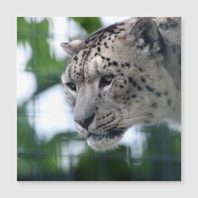 Leopardo 003 (Frente)