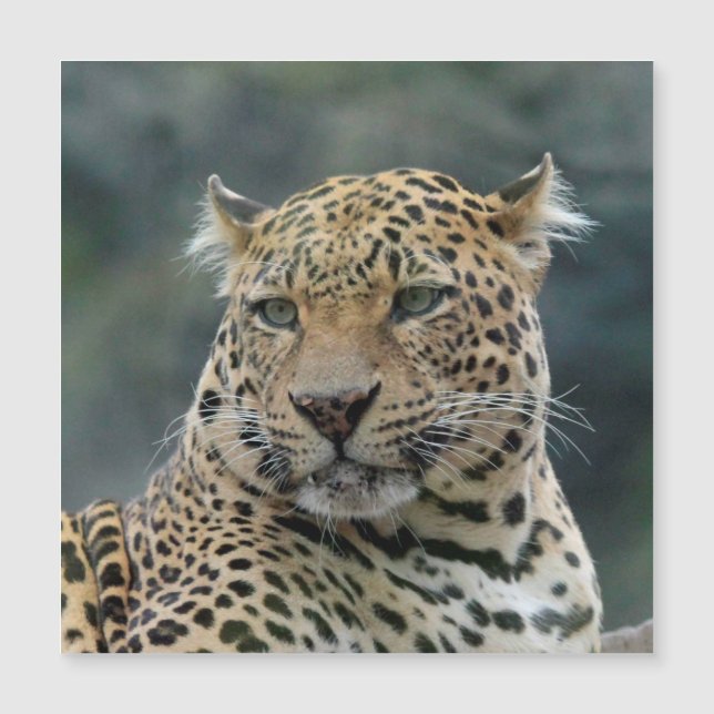 Leopardo 006 (Frente)