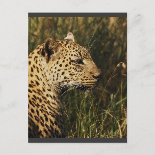 Leopardo (alerta e sentado) cartões postais de ani (Frente)