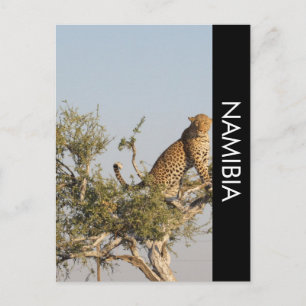 Leopardo, Cartão Postal da Namíbia