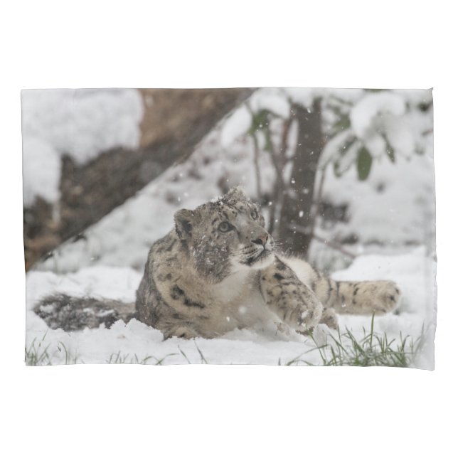 Leopardo de neve curioso na neve (Frente)