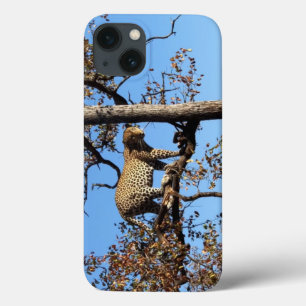 Leopardo em árvore na África