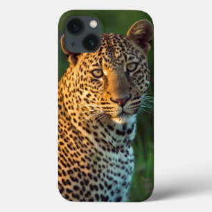Leopardo Macho (Panthera Pardus) Filhote Adulto