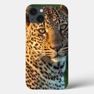 Leopardo Macho (Panthera Pardus) Filhote Adulto