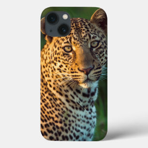 Leopardo Macho (Panthera Pardus) Filhote Adulto