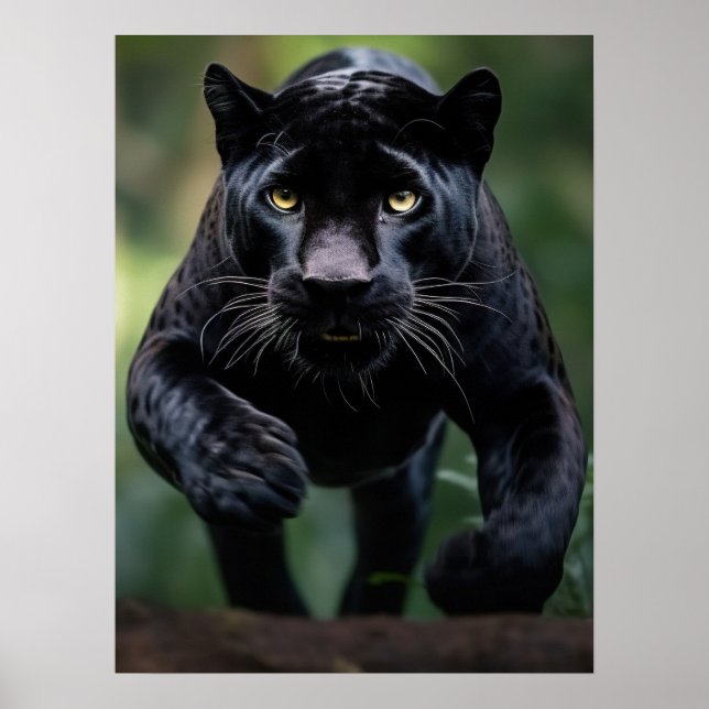 Leopardo Negro de poster Art (Frente)