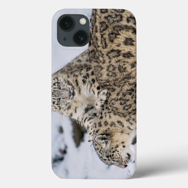 Leopardos de neve: (Verso)