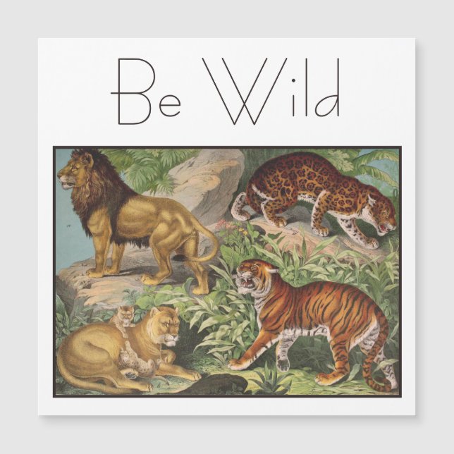 Leopardos grandes e elegantes, Leopardos, Vintage (Frente)