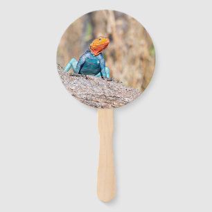 Leque Common Agama
