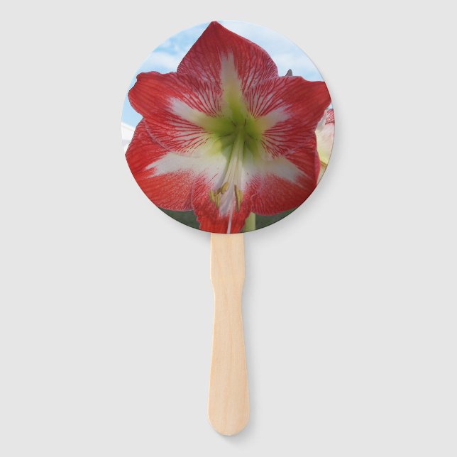 Leque Flor de Amaryllis vermelha e branca contra o céu (Frente)