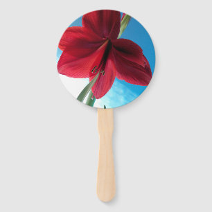 Leque Flor vermelha viva de Amaryllis contra parede azul