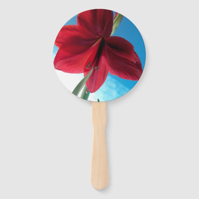 Leque Flor vermelha viva de Amaryllis contra parede azul (Frente)
