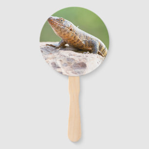 Leque Plated Lizard