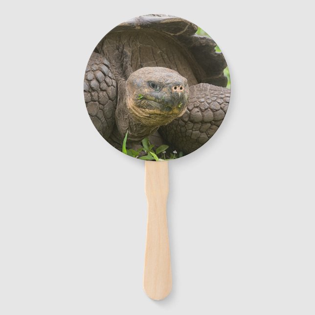 Leque Tartaruga gigante (Frente)